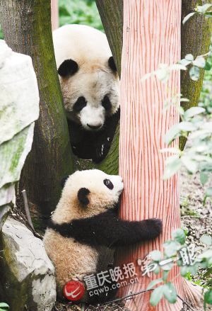 春天来了小动物集体卖萌 熊猫爱爬树袋鼠爱倒
