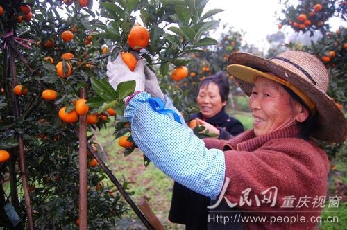 中国柑橘首席专家:重庆柑橘有望和巴西橙抢市场