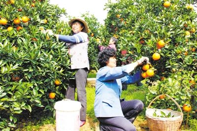 奉节:农业向中国橙都冲刺_城市生活
