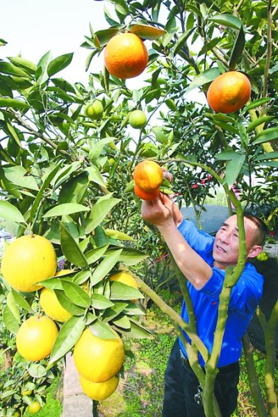 十年嫁接培育终成功 一棵柑橘树挂了10种果(图